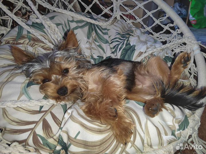 Йоркширский терьер вязка