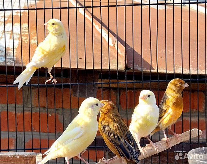 Канари певчие