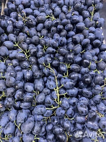 Виноград для вина