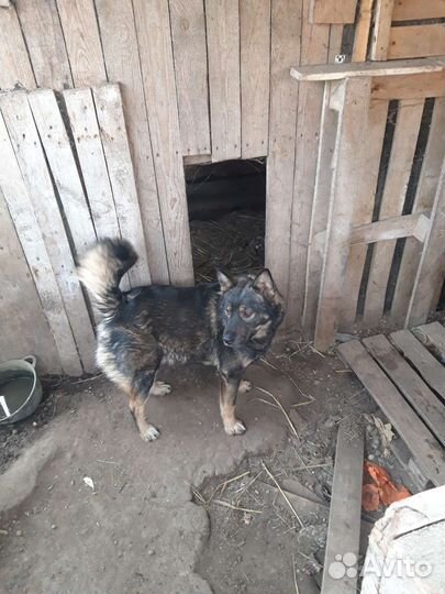 Собака в добрые руки отдам бесплатно