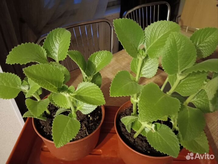 Махито - круглый год Комнатная мята