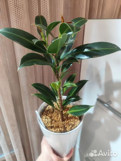 Фикус найроби