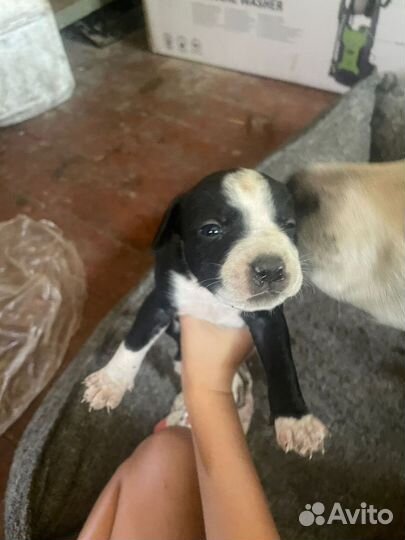 Щенки питбуля