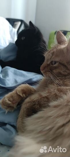 Коты в добрые руки