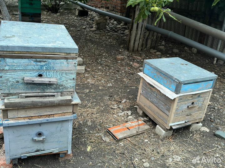 Пчелы и улья