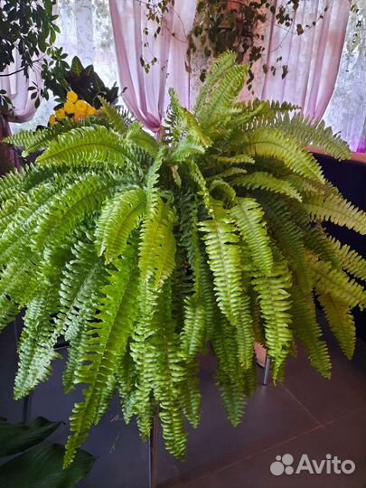 Нефролепис Бостон