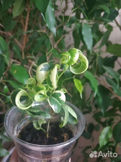 Фикус Бенджамина. Сорт Ирен