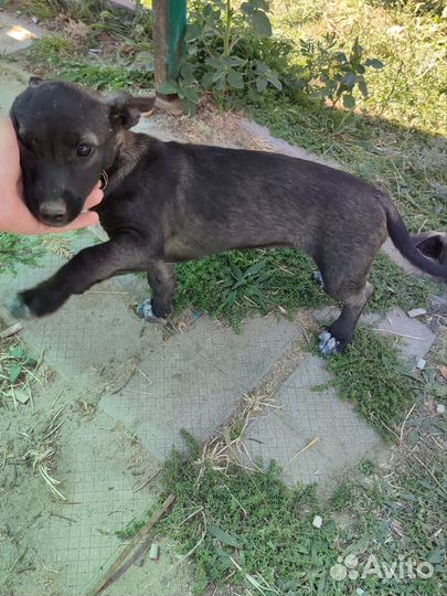 Гавкучая охрана