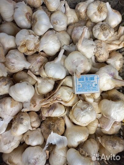 Чеснок на посадку или на еду