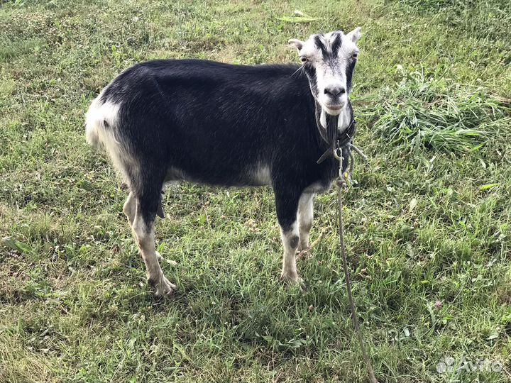 Коза ломанча