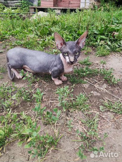 Бамбино мальчики