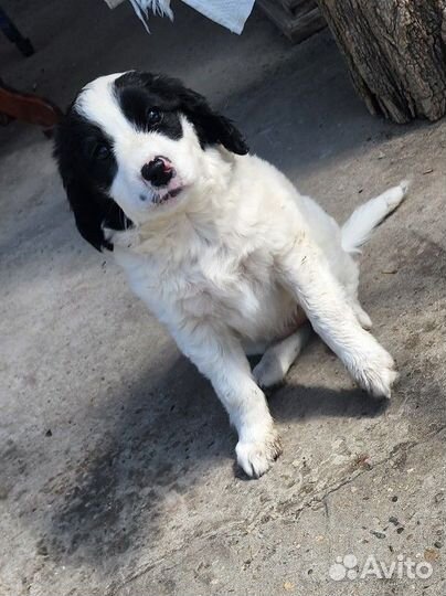 Щенок в добрые руки бесплатно