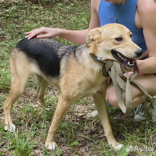 Метель стерилизованная годовалая красотка