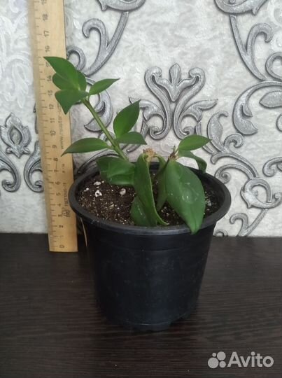 Эсхинантус