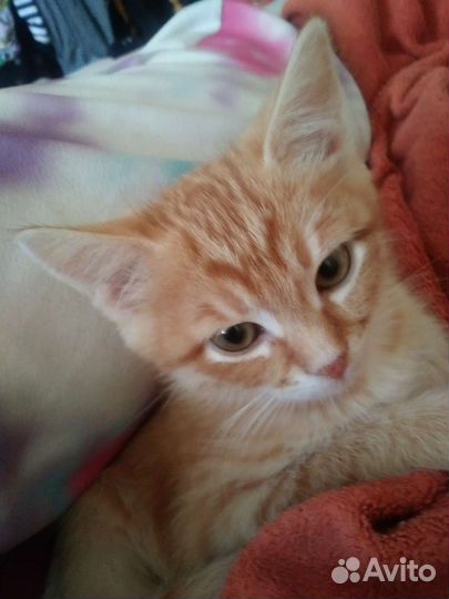 Кошки в добрые руки