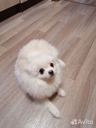 Немецкий шпиц девочка