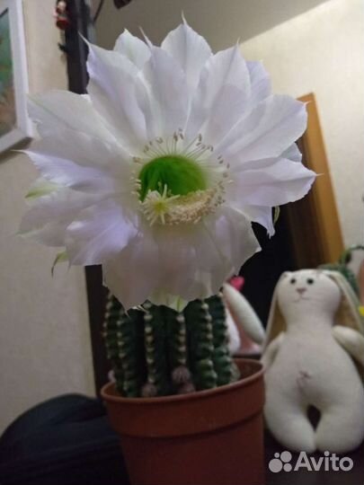 Кактус.Эхинопсис