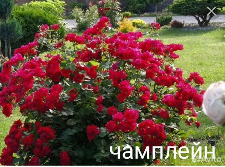 Саженцы роз