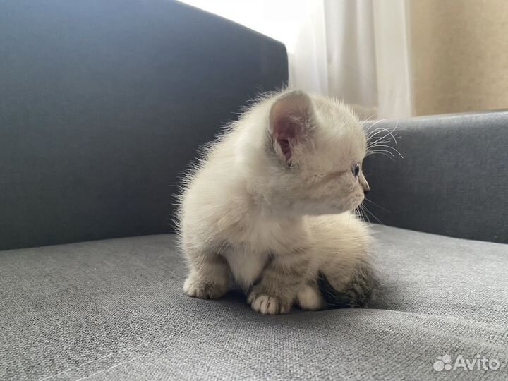 Котята Манчкин