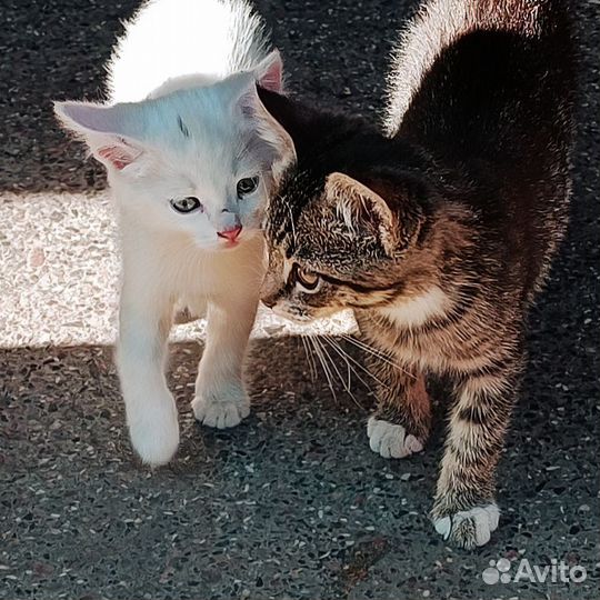 Котята в добрые руки приучены к лотку даром