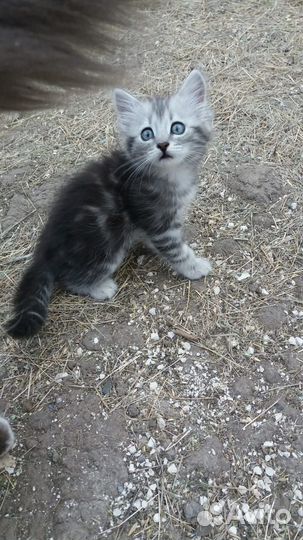 Отдам в добрые руки