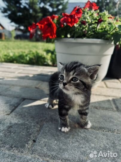 Котенок