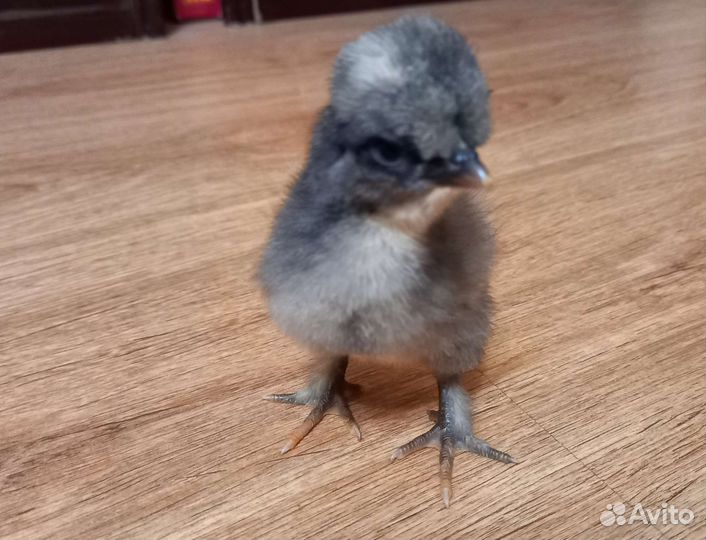 Цыплята суточные домашние