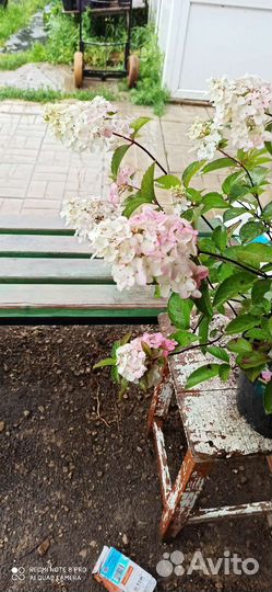 Гортензия метельчатая Фрайз Мельба