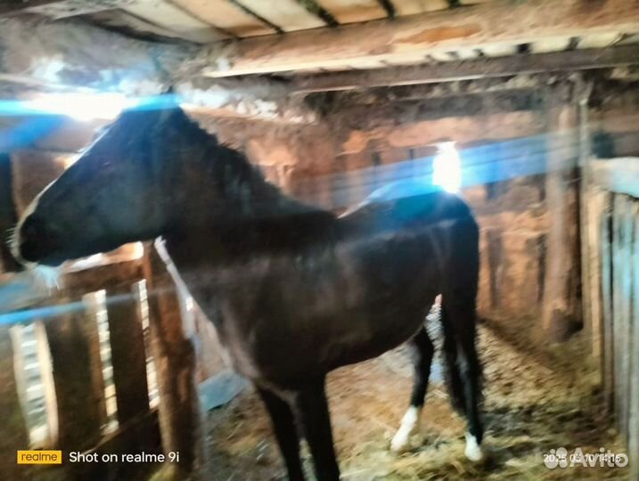 Лошадь жеребец