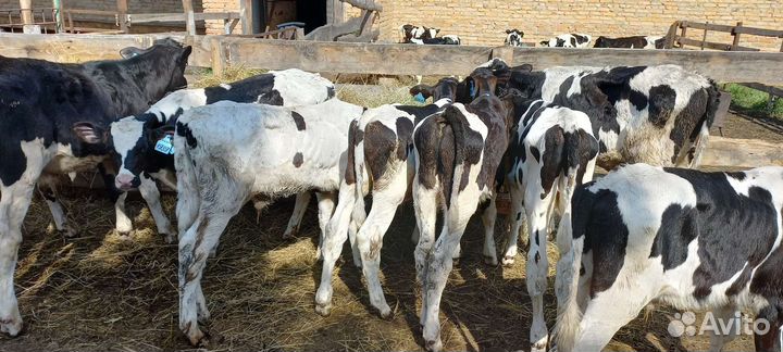 Бычки и быки