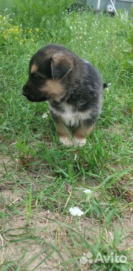 Щенки шепски