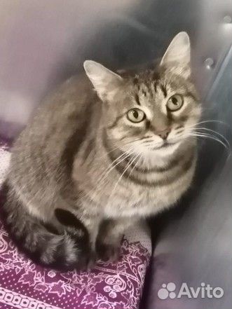 Ласковая кошка в добрые руки