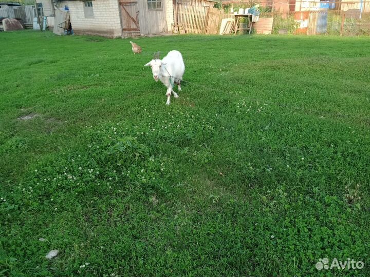 Зааненская коза