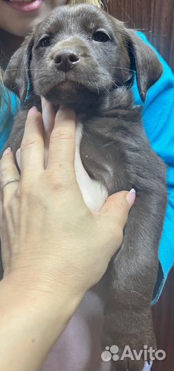 Щенки отдам в хорошие руки, роделись в сочельник