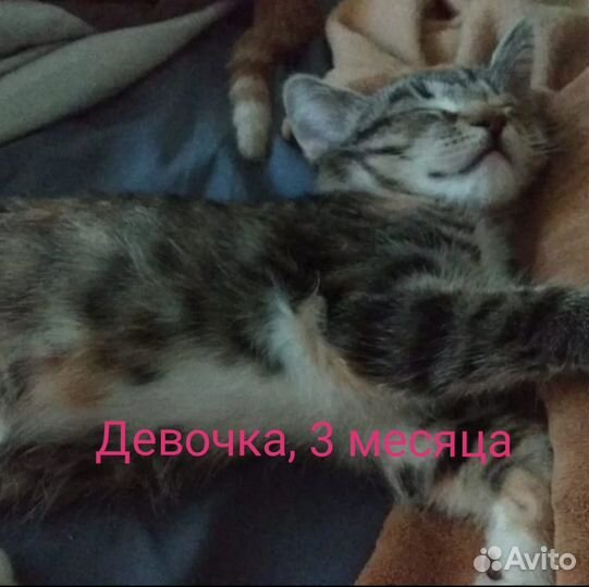 Котятки ищут семью