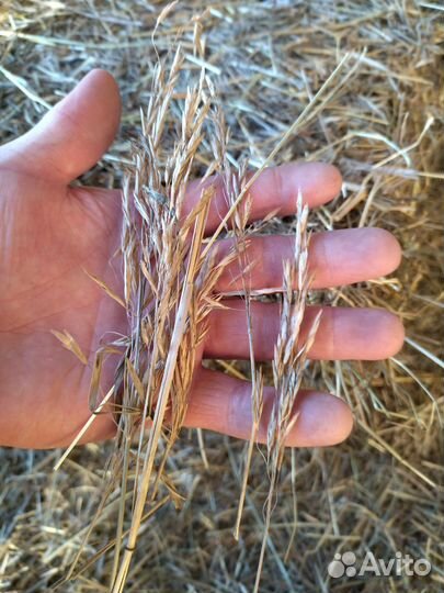 Сено в тюках