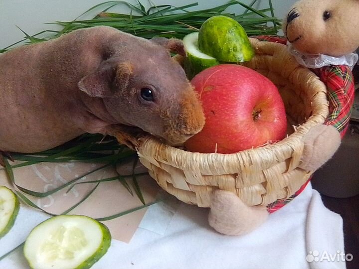 Морская свинка Скинни