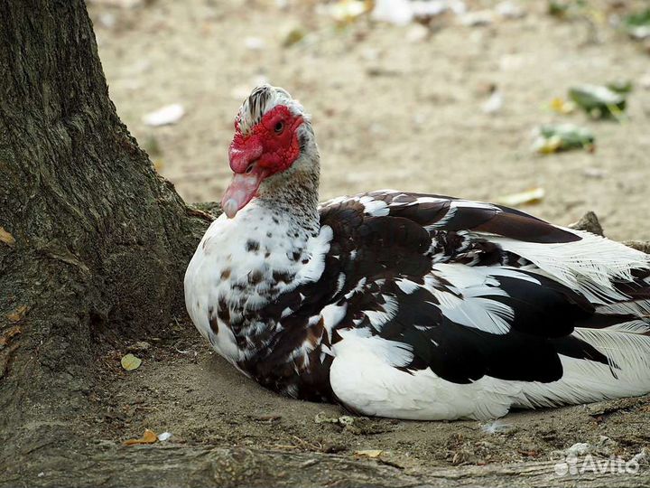 Продаю индоуток