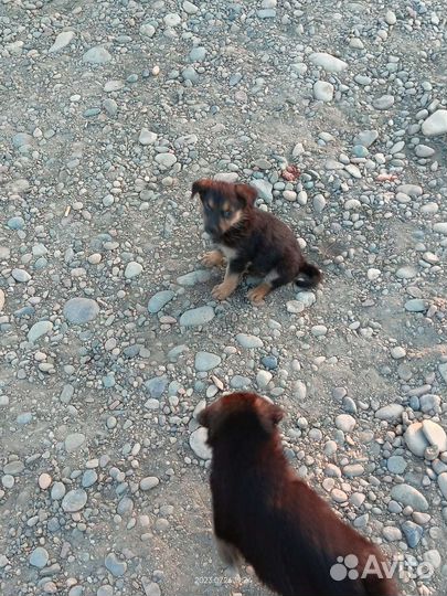 Собаки щенки