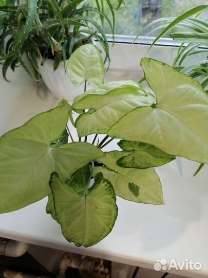 Сингониум бабочка