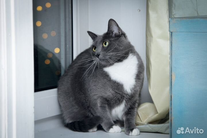 Кошечка Дунюшка ищет Человека с добрым сердцем