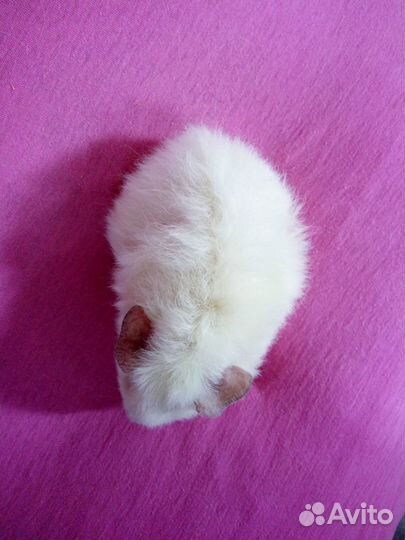 Морская свинка девочка амер. тедди