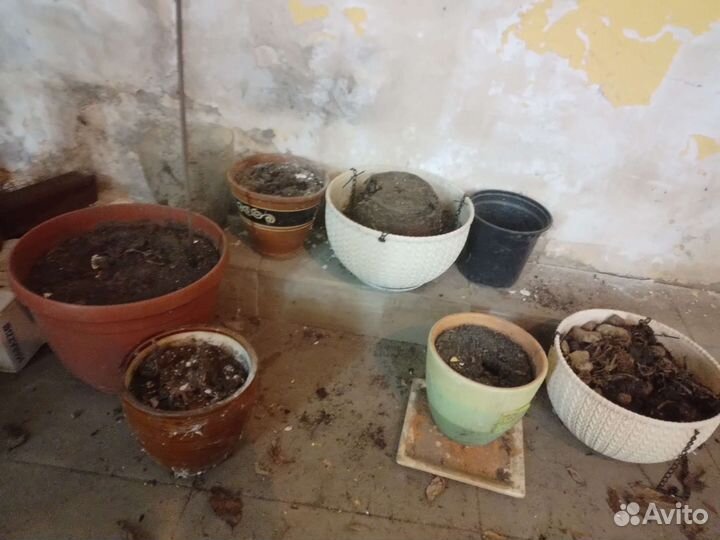 Разные горшки для растений (с землей)