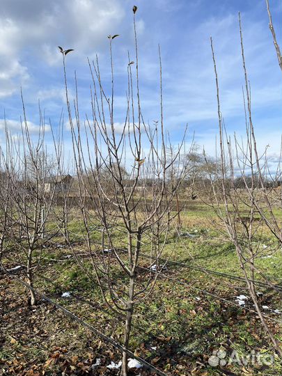 Обрезка деревьев