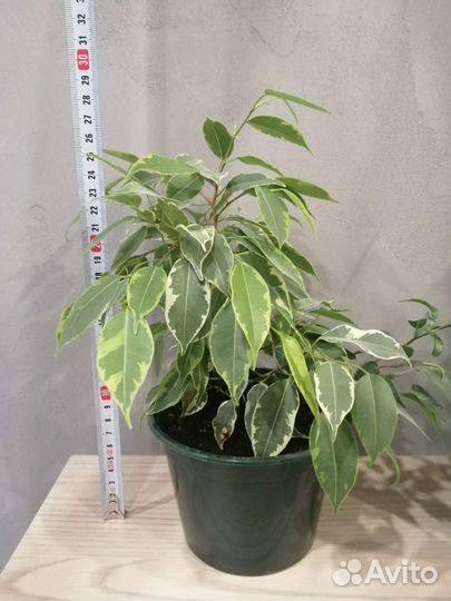 Фикусы, фиалки