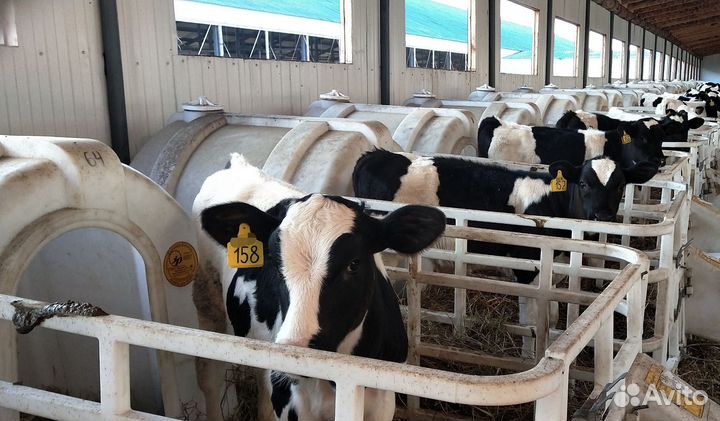 Бычки тёлки