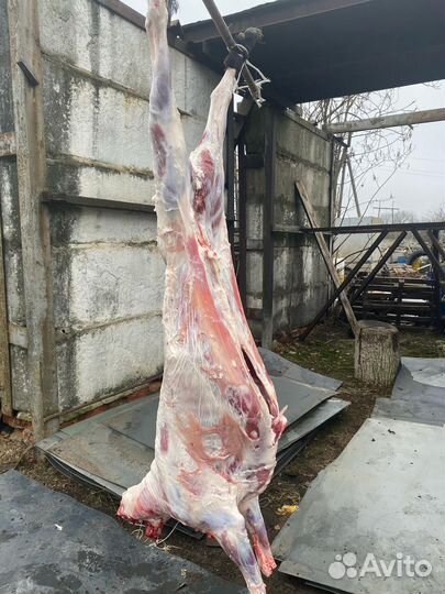 Домашнее мясо баранина