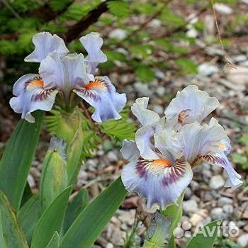 Ирисы карликовые