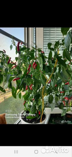 Шикарный куст,домашнего перца