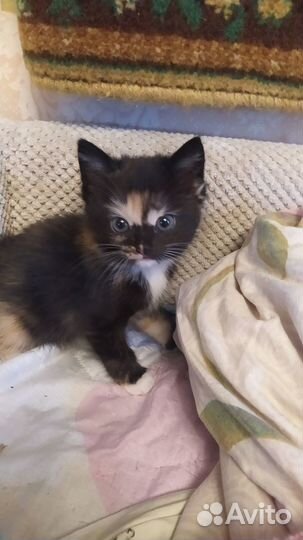 Принцесса - кошечка